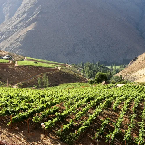 Viñedos de Alcohuaz