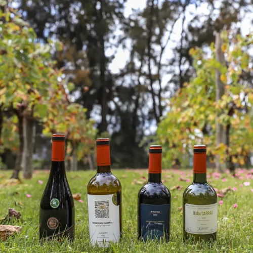 Degustación Bodega Carrau