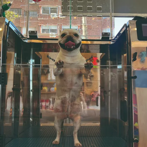 Experiencia Lavakan Pet Spa